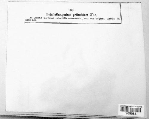 Helminthosporium pellucidum image